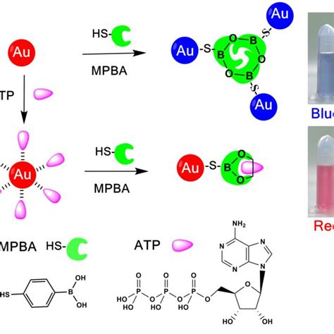 Schematic Illustration Of The AuNPs Based Colorimetric Assay For ATP