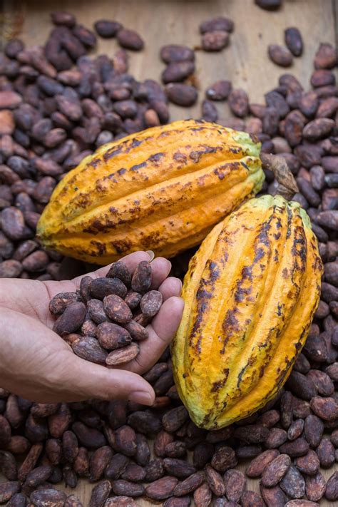 Ecuador: discovering the chocolate champions