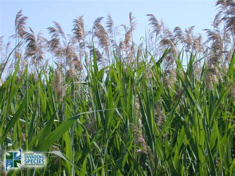Phragmites | SCOI