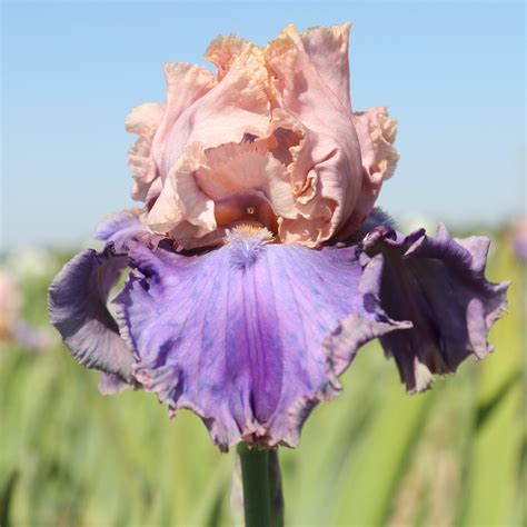 Reblooming Bearded Iris Bulbs for Sale | Large Iris Rhizomes – Easy To