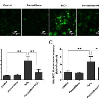 The Effect Of Pterostilbene And Autophagy On The Apoptosis A TUNEL