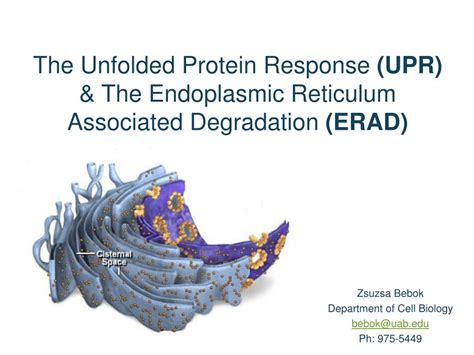 Ppt The Unfolded Protein Response Upr And The Endoplasmic Reticulum