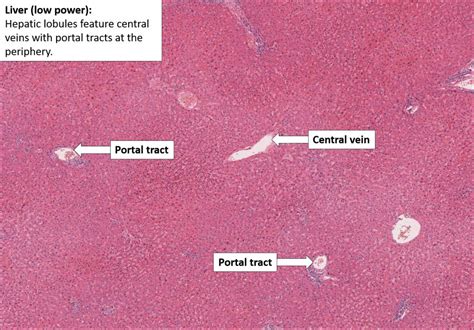 Liver – Normal Histology – NUS Pathweb :: NUS Pathweb