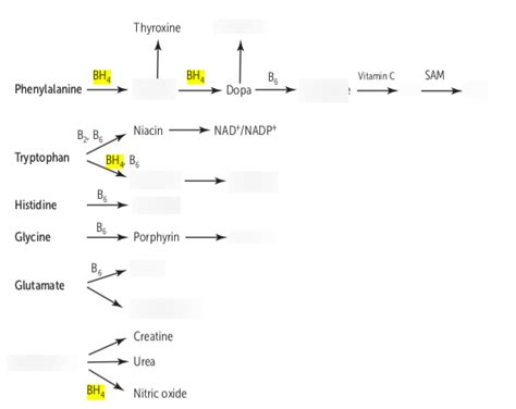 Amino Acids Diagram Quizlet