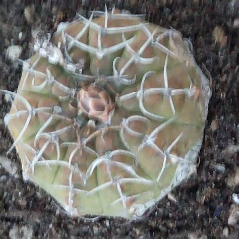 Gymnocalycium Triacanthum Chin Cactus In Gardentags Plant Encyclopedia