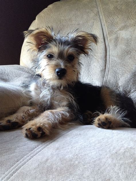Best Yorkie Mix Breed at Ronald Pepper blog
