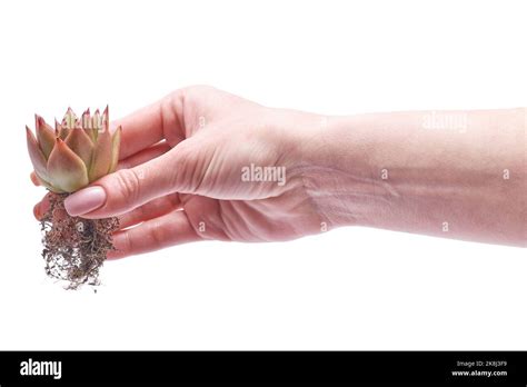 Echeveria Succulent Plant With Roots Isolated On White Background Stock