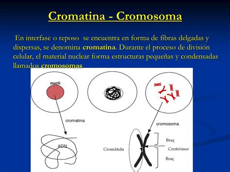 Diferencia Entre La Cromatina Y Los Cromosomas Dinami