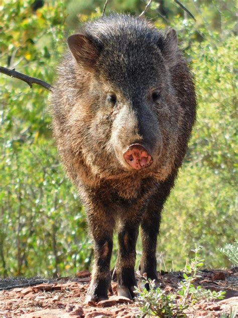 Javelina Walking Through The Neighborhood Late By Gary Every