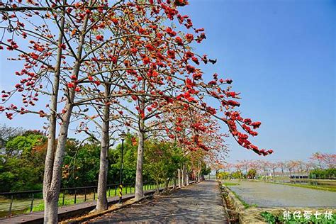 台南白河~2022白河林初埤木棉花道2022白河木棉花季世界最美花道台南賞木棉花 Pinqueue