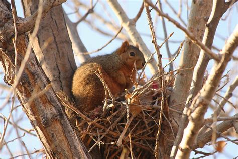 Eastern Fox Squirrel Squirrel In Its Drey Tree Nest Flickr