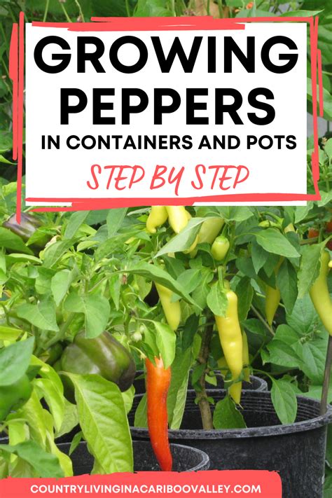 Tips For Growing Peppers Indoors