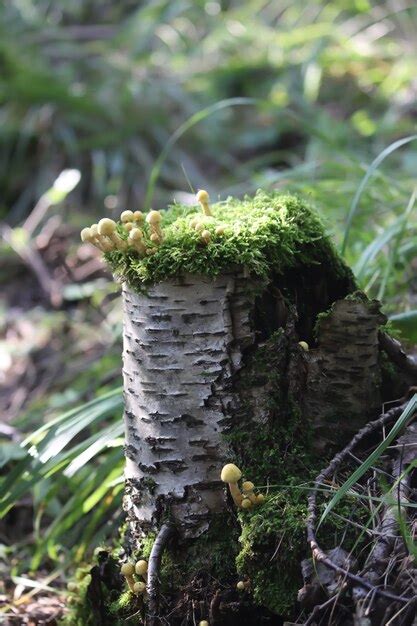 Hypholoma Fasciculare Cogumelos N O Comest Veis Venenosos Crescendo Em