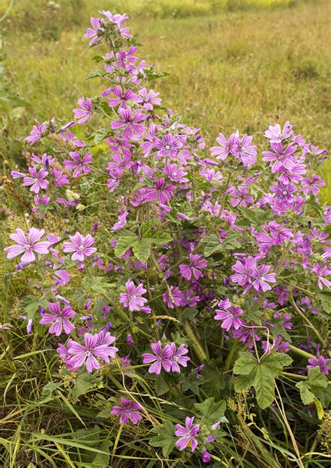 Common Mallow Malva Sylvestris Stock Image B824 1309 Science