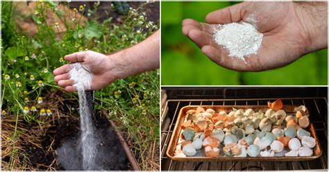 6 Usos de las Cáscaras de Huevo en el Jardín 4 Mitos sobre el Uso de