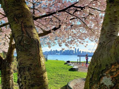 Cherry Blossom Bliss The Must Visit Spots On Vancouver S North Shore