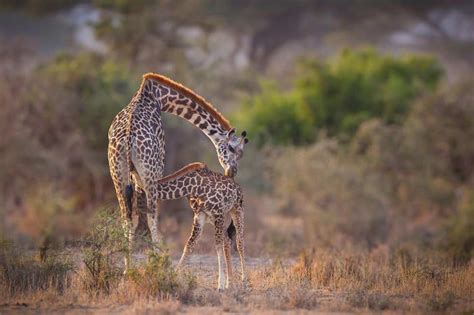 ARUSHA NATIONAL PARK Togoro Tours