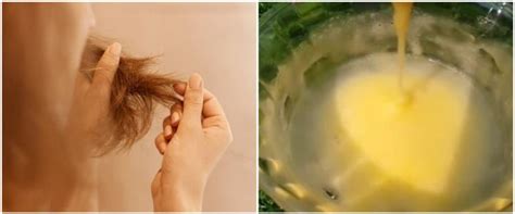 Tanpa Tambahan Aloe Vera Trik Atasi Rambut Kering Dan Bercabang Ini