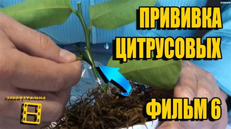 ПРИВИВКА (ОКУЛИРОВКА) ЦИТРУСОВЫХ. ВСЕ О ВЫРАЩИВАНИИ ЛИМОНА, МАНДАРИНА В ...