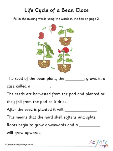 Bean Plant Life Cycle Worksheets Plant Life Cycle Plant Life Worksheets Library