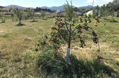 Msu Extension Fruit Research Sites Western Agricultural Research Center Montana State University