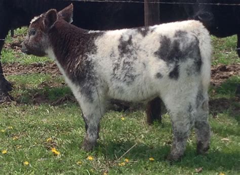 Fluffy Cows Adorably Stylish Show Cattle With Luxurious Coats