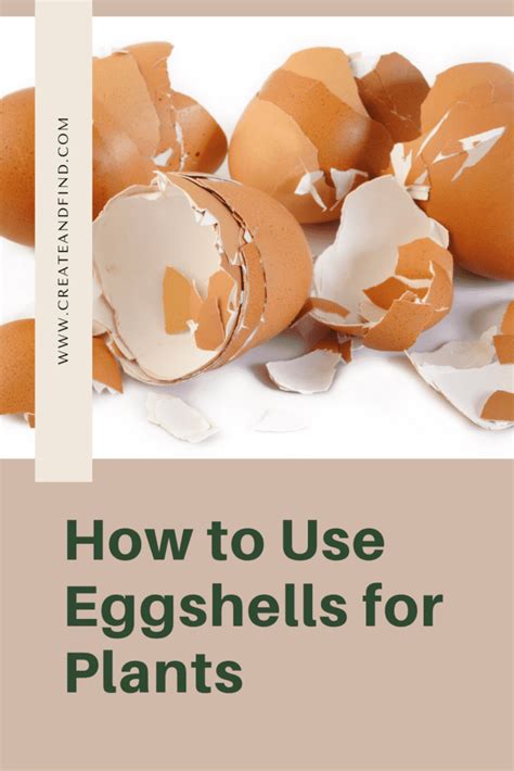 Using Eggshells For Plants | Create and Find