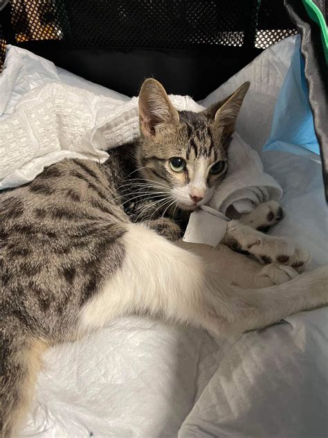 Alfie the wonder cat : r/cureFIP