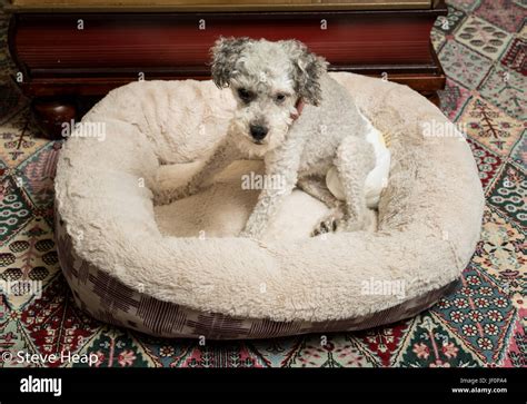 Old Grey Dog Wearing A Doggy Diaper Stock Photo Alamy