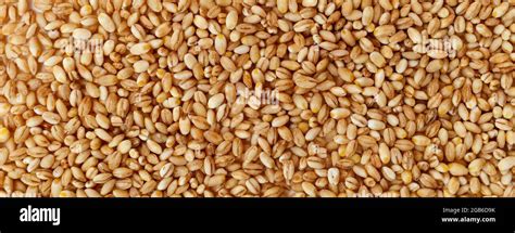 grain texture  raw pearl barley stock photo alamy