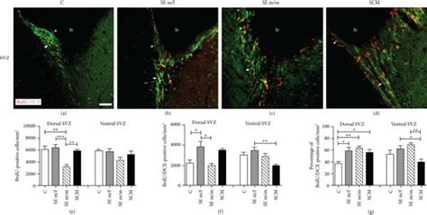 Representative Photomicrographs Of Double Immunolabeling For Brdu Red