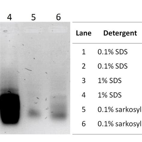 Chromatin immunoprecipitation workflow with checkpoints indicated by ...