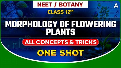 Morphology Of Flowering Plants Class One Shot Neet All