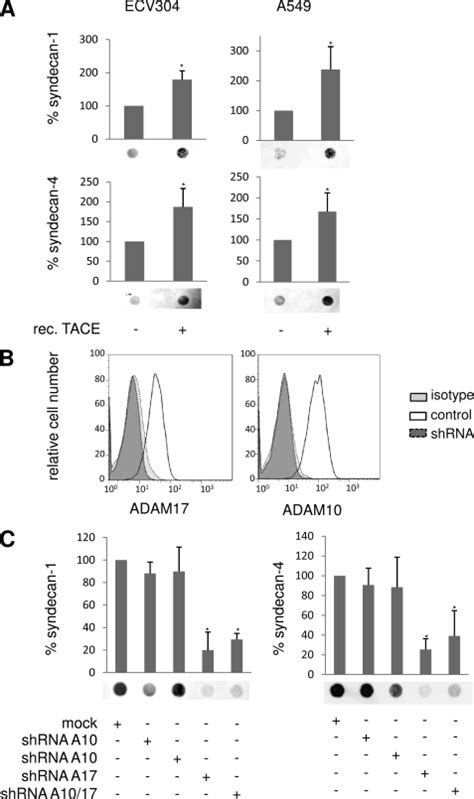 A Disintegrin And Metalloproteinase Adam Mediates Inflammation