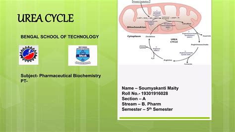 Urea Cycle Ppt Free Download