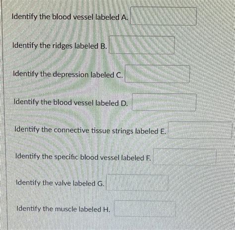 Solved A F G H B D Identify The Blood Vessel Labeled A Chegg