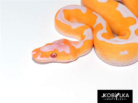 Morph List - World of Ball Pythons