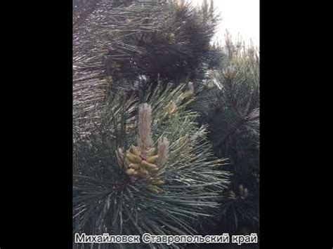 Михайловск Ставропольский край - YouTube
