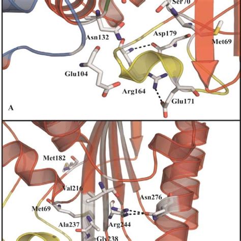 Structural Representation Of Key Residues Of TEM 1 PDB ID 1ZG4 60