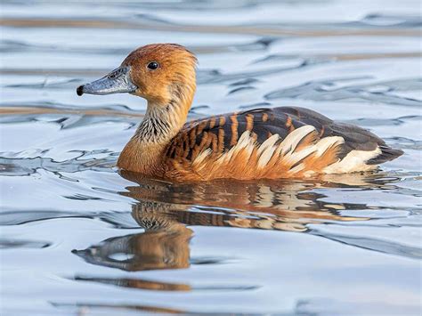 10 Birds That Swim Underwater (with Pictures) - Optics Mag