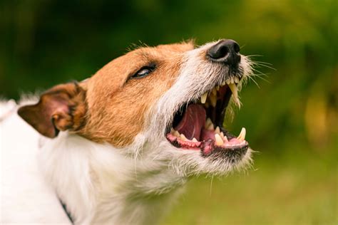 Why Does Your Dog Bite? | Highland Canine Training