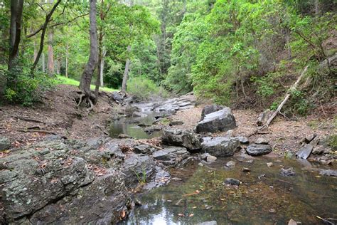 Mount Coot Tha Forest Sir Samuel Griffith Dr Mount Coot Tha Qld