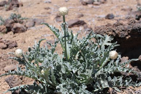 Tesoros Nicos De La Flora Canaria En Las Cumbres De Tenerife Apit