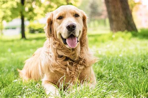 Quais S O Os Tipos De Pelo De Cachorro Patas Da Casa