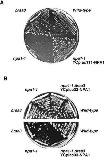 The Npa1 1 Mutation Confers A Slow Growth Phenotype And It Is