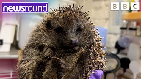 A Prickly Problem More Hedgehogs Need Rescuing Newsround Youtube