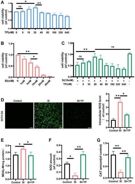 Protective Effects Of Triptolide Against Oxidative Stress In Retinal