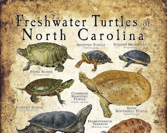 Freshwater Turtles Of Georgia Poster Print Field Guide Etsy