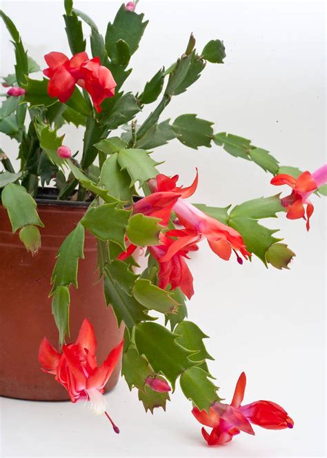 Schlumbergera Cactus De No L Culture Et Floraison