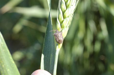 True Armyworm And Stink Bug In Wheat Mississippi Crop Situation